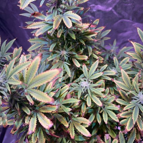 Speedy Chile 2P growlog timeline photo