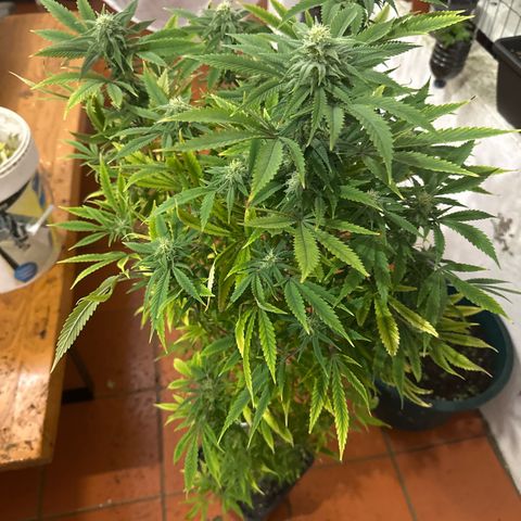 Speedy Chile 1C growlog timeline photo