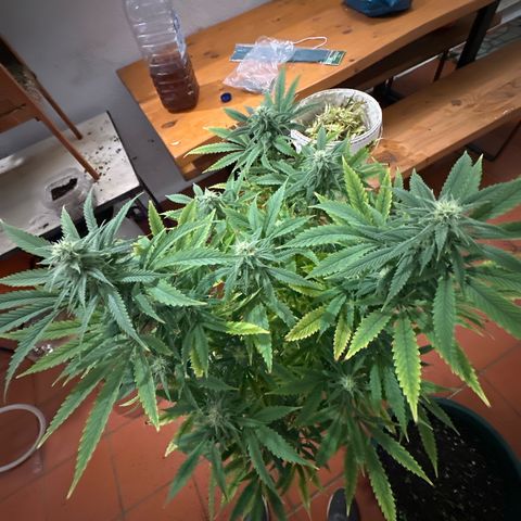 Speedy Chile 1C growlog timeline photo