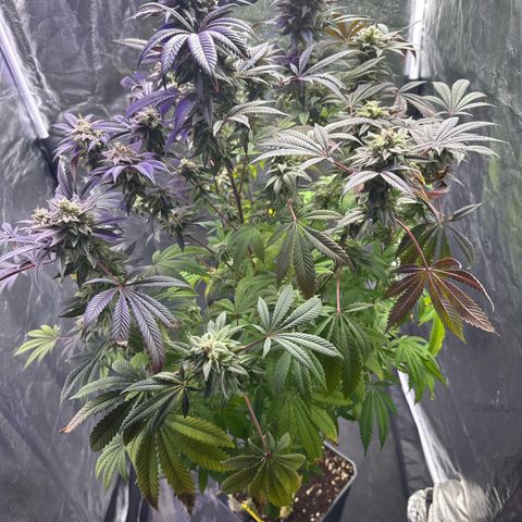 Gorilla Glue #4 P growlog timeline photo