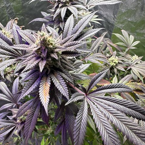 Gorilla Glue #4 P growlog timeline photo