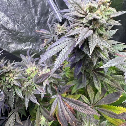Gorilla Glue #4 P growlog timeline photo