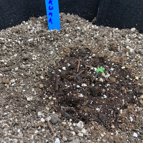 Shelia (SSA1) growlog timeline photo