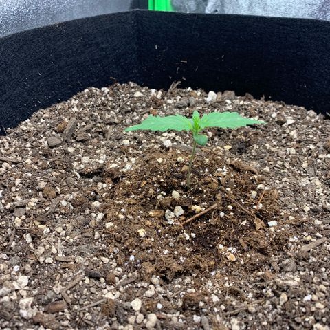 Shelia (SSA1) growlog timeline photo