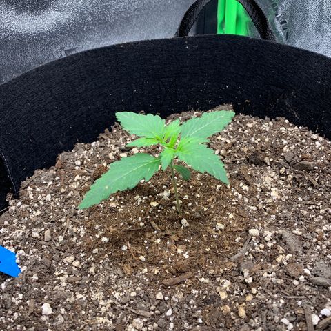 Shelia (SSA1) growlog timeline photo