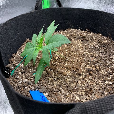 Shelia (SSA1) growlog timeline photo