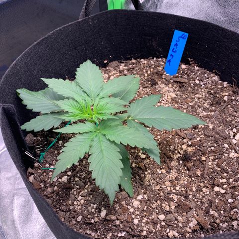 Shelia (SSA1) growlog timeline photo