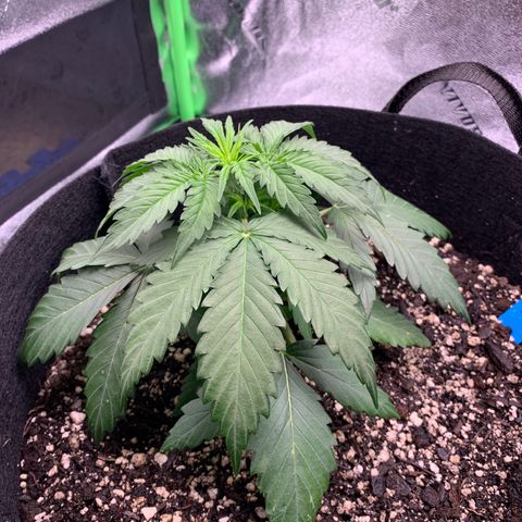 Shelia (SSA1) growlog timeline photo