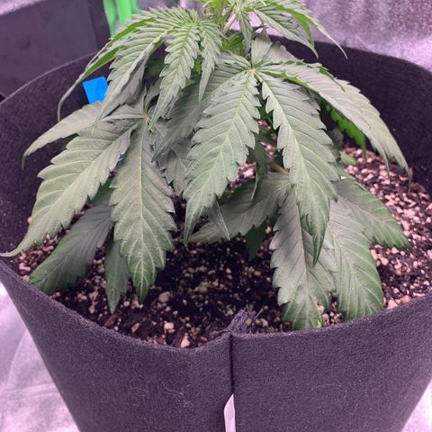 Shelia (SSA1) growlog timeline photo