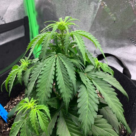 Shelia (SSA1) growlog timeline photo