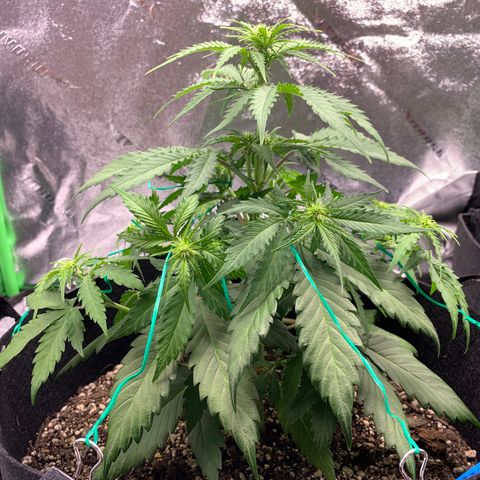 Shelia (SSA1) growlog timeline photo