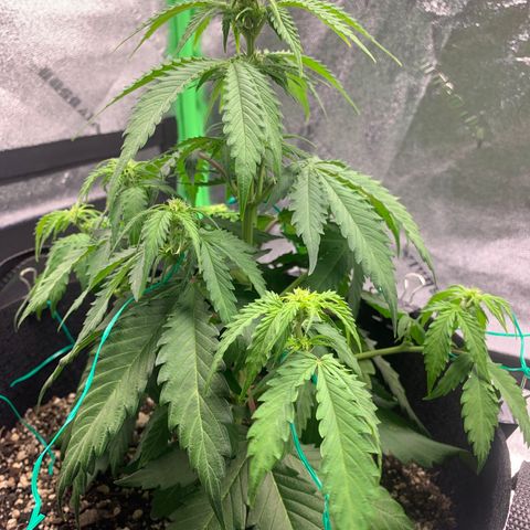 Shelia (SSA1) growlog photo: Over watered?
