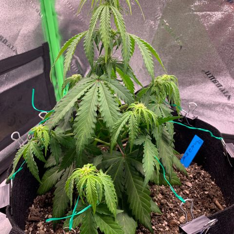 Shelia (SSA1) growlog photo: Before watering