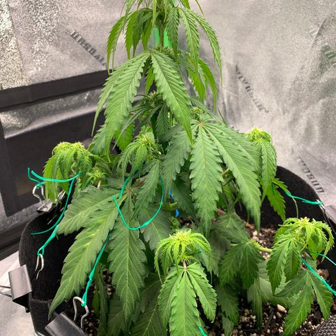 Shelia (SSA1) growlog photo: 1hr after watering