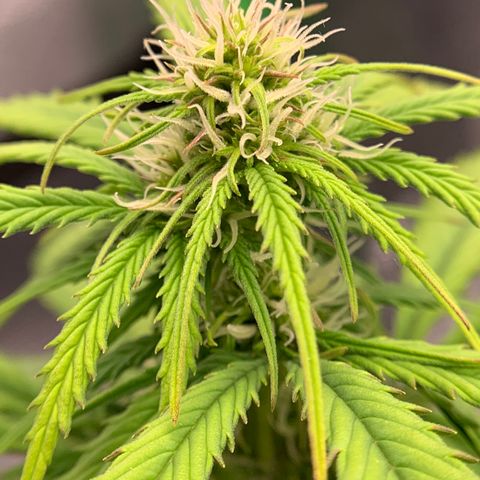 Shelia (SSA1) growlog timeline photo