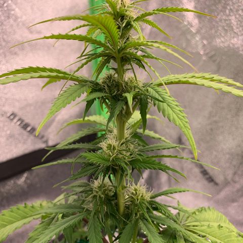 Shelia (SSA1) growlog timeline photo