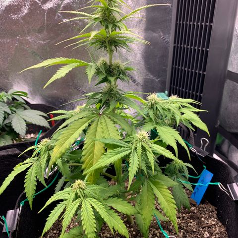 Shelia (SSA1) growlog timeline photo
