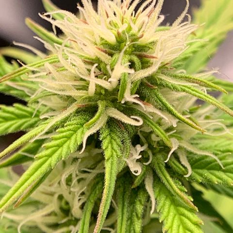 Shelia (SSA1) growlog timeline photo