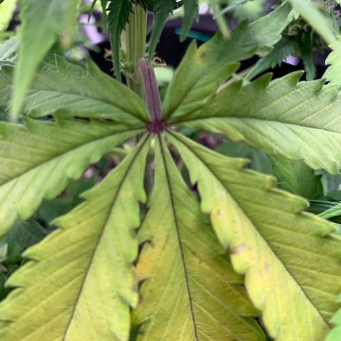 Shelia (SSA1) growlog photo: Mg Deficiency? Purple viens  