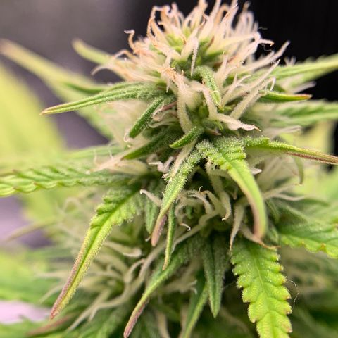 Shelia (SSA1) growlog timeline photo