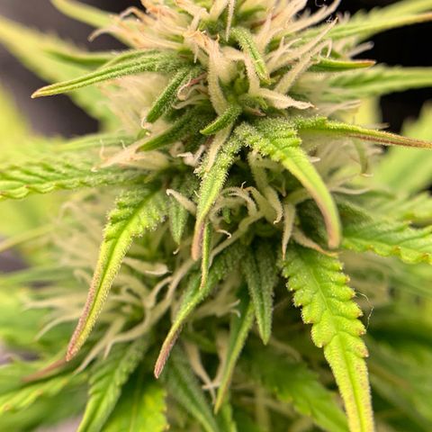 Shelia (SSA1) growlog timeline photo