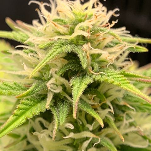 Shelia (SSA1) growlog timeline photo