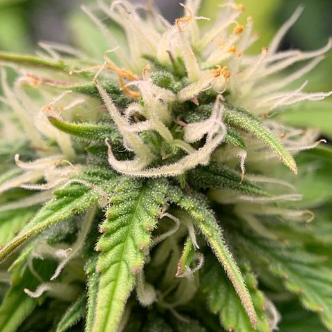 Shelia (SSA1) growlog timeline photo