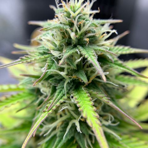 Shelia (SSA1) growlog timeline photo