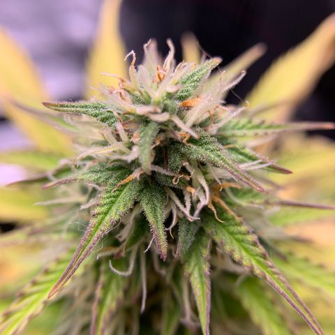 Shelia (SSA1) growlog timeline photo