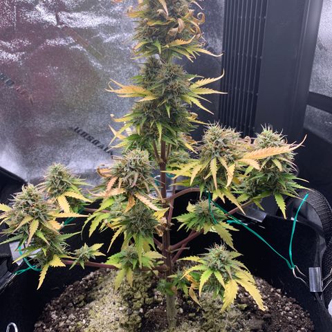 Shelia (SSA1) growlog timeline photo