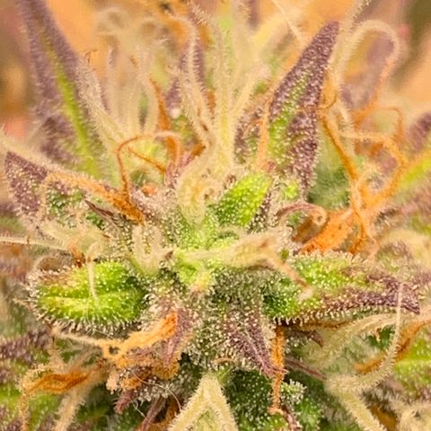 Shelia (SSA1) growlog timeline photo