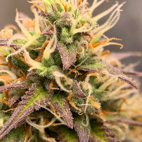 Shelia (SSA1) growlog timeline photo