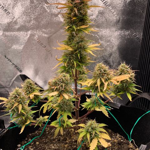 Shelia (SSA1) growlog timeline photo