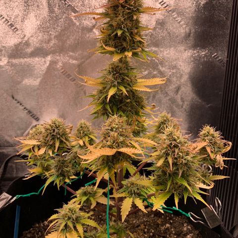 Shelia (SSA1) growlog timeline photo
