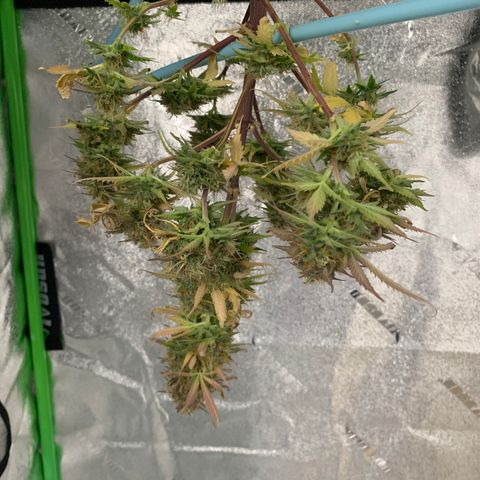 Shelia (SSA1) growlog photo: Harvest day
