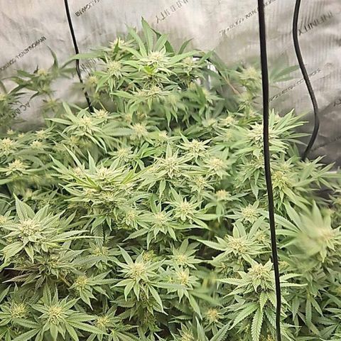 Chem Dawg Candy growlog timeline photo
