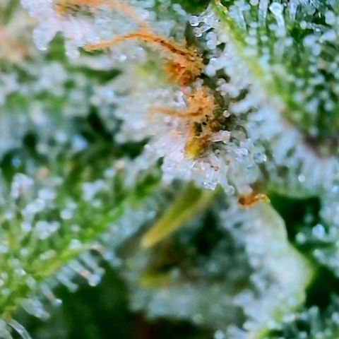 Kush Mint growlog timeline photo
