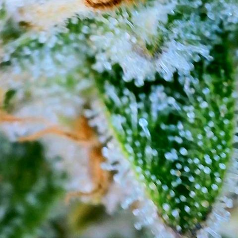 Kush Mint growlog timeline photo