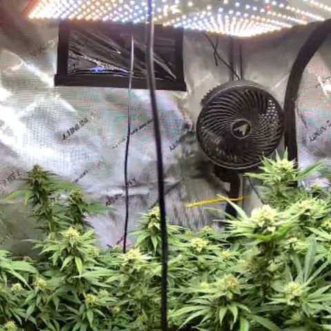 Kush Mint growlog timeline photo