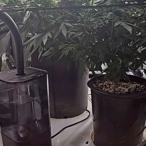 Kush Mint growlog photo: Chem Dawg Candy is in the back in a 15 gal pot, the front plant is Kush Mint in a 3 gal pot