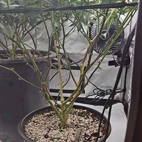 Kush Mint growlog photo: Chem Dawg Candy is in the back in a 15 gal pot, the front plant is Kush Mint in a 3 gal pot
