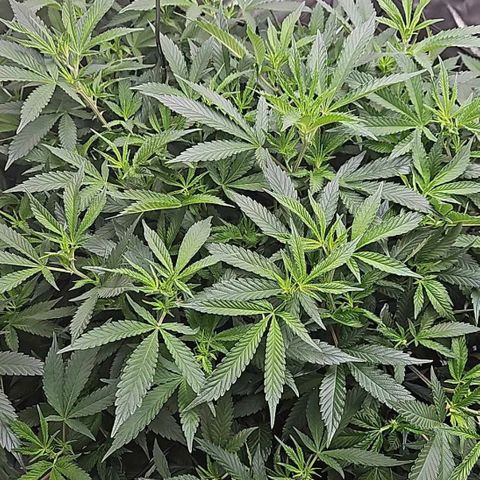 Kush Mint growlog photo: Chem Dawg Candy is in the back in a 15 gal pot, the front plant is Kush Mint in a 3 gal pot