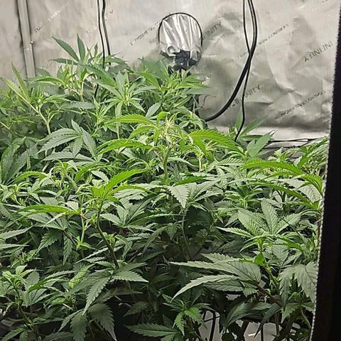 Kush Mint growlog photo: Kush Mint in front
Chem Dawg Candy in back