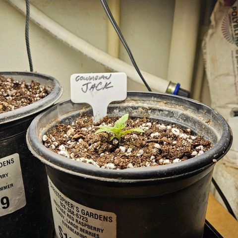 Colombian Jack growlog photo: Transplant #1