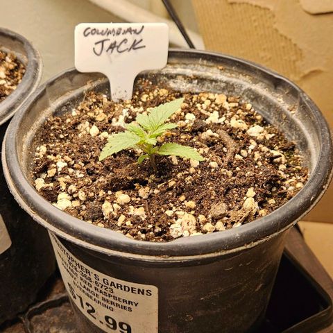 Colombian Jack growlog timeline photo