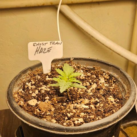 Ghost Train Haze growlog timeline photo