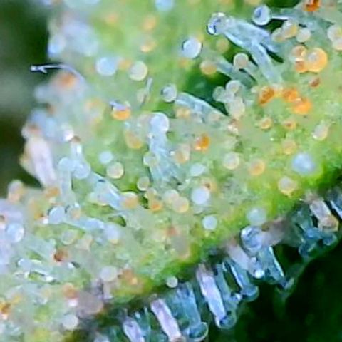 Kush Mint growlog timeline photo