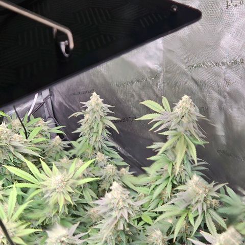 Kush Mint growlog timeline photo