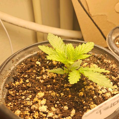 Ghost Train Haze growlog timeline photo