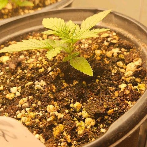 Colombian Jack growlog timeline photo